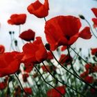 tanzender mohn