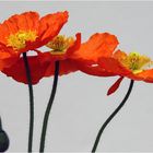 Tanzender Mohn