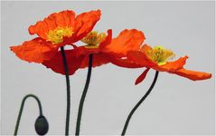 Tanzender Mohn