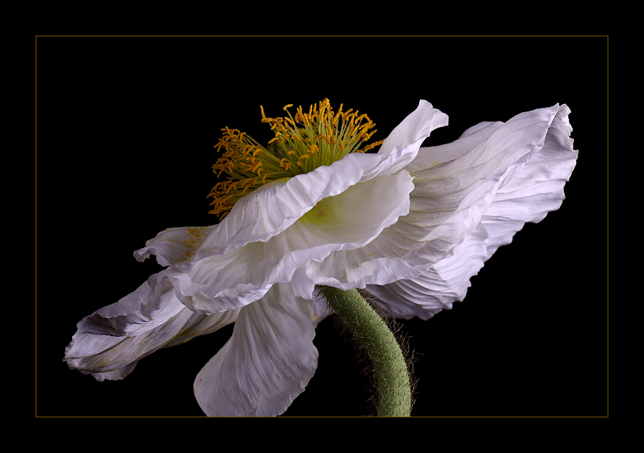 Tanzender Mohn