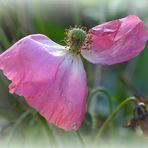 Tanzender Mohn