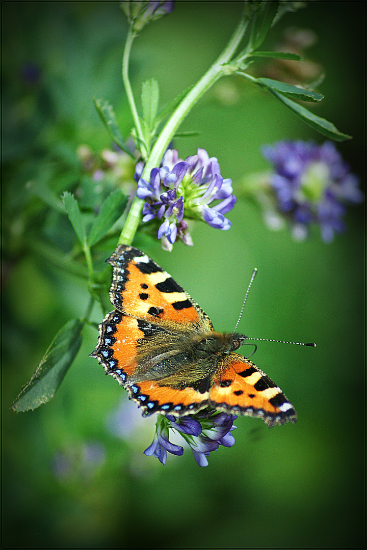 tanzender Schmetterling