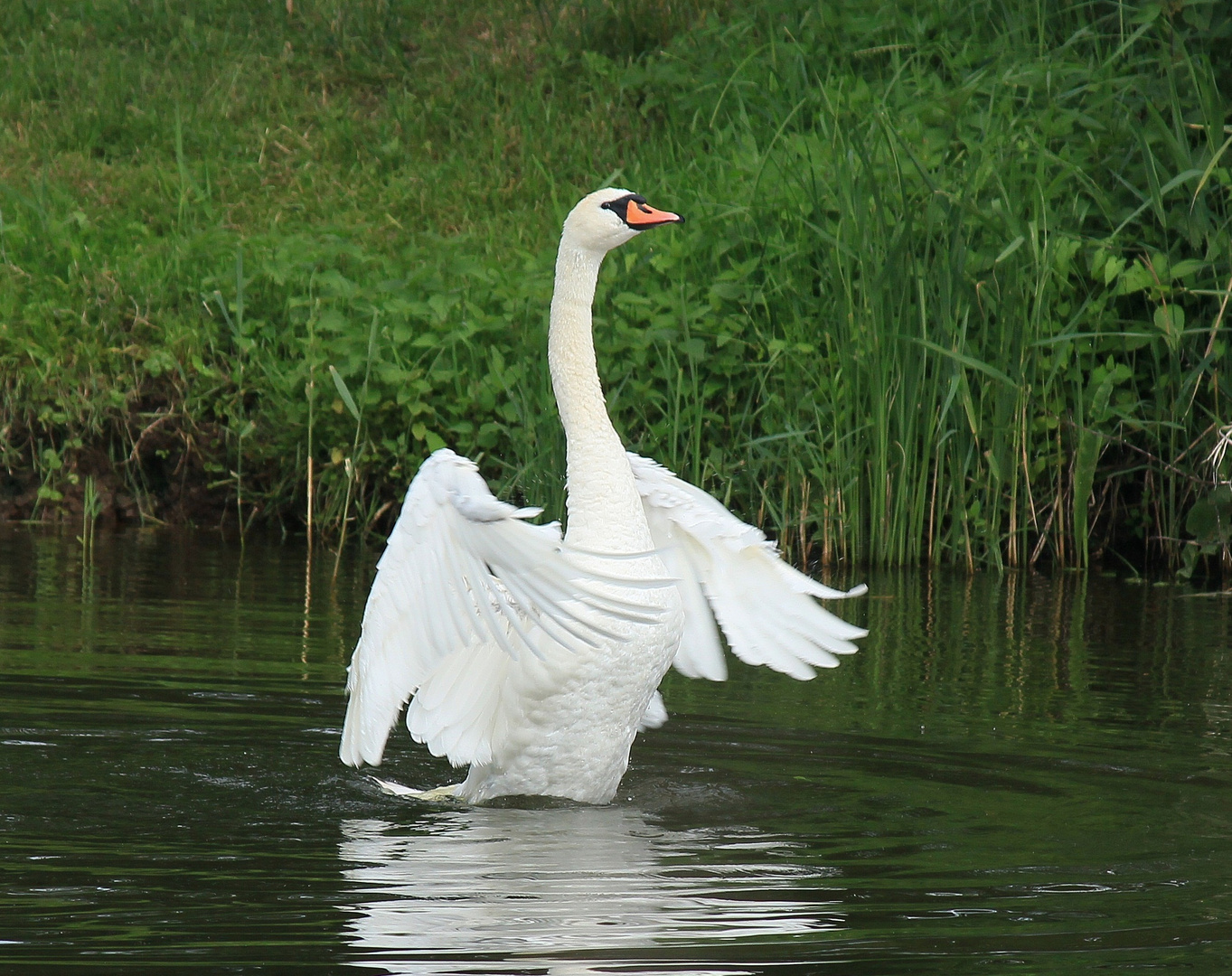 Tanzender Schwan