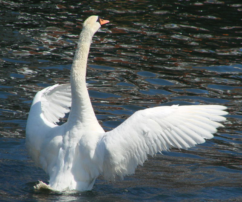 tanzender Schwan