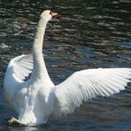 tanzender Schwan