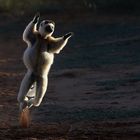 tanzender Sifaka