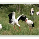 Tanzender Storch