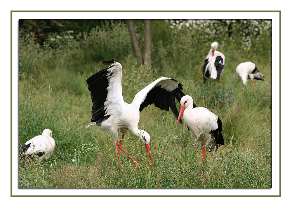 Tanzender Storch