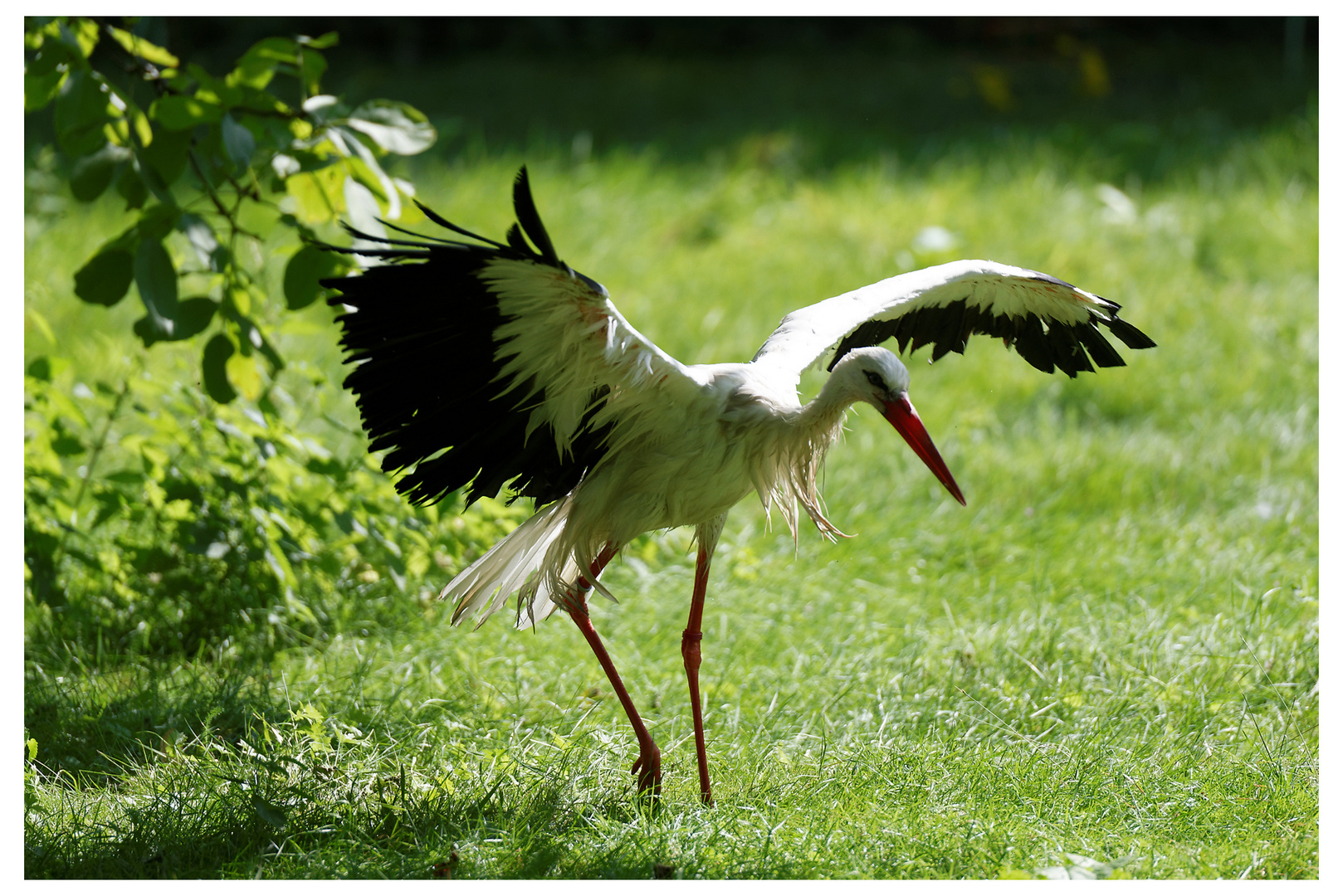 tanzender Storch