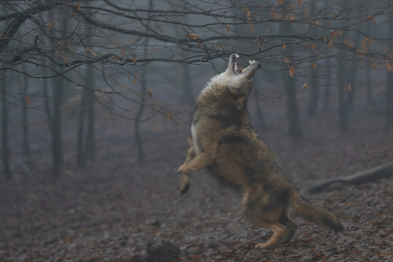 Tanzender Wolf im Nebel