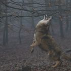 Tanzender Wolf im Nebel