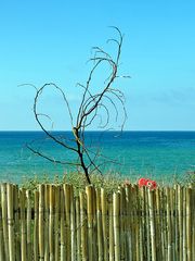 Tanzendes Bäumchen und roter Sonnenschirm  /  Alberello danzando e ombrellone rosso