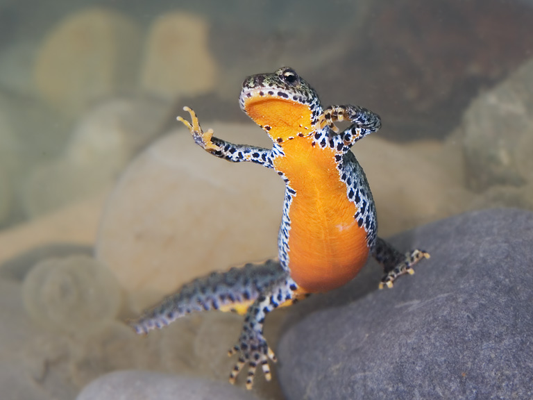 Tanzendes Bergmolch Weibchen