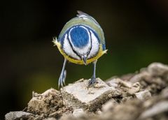 "Tanzendes Blaumeiser'l"