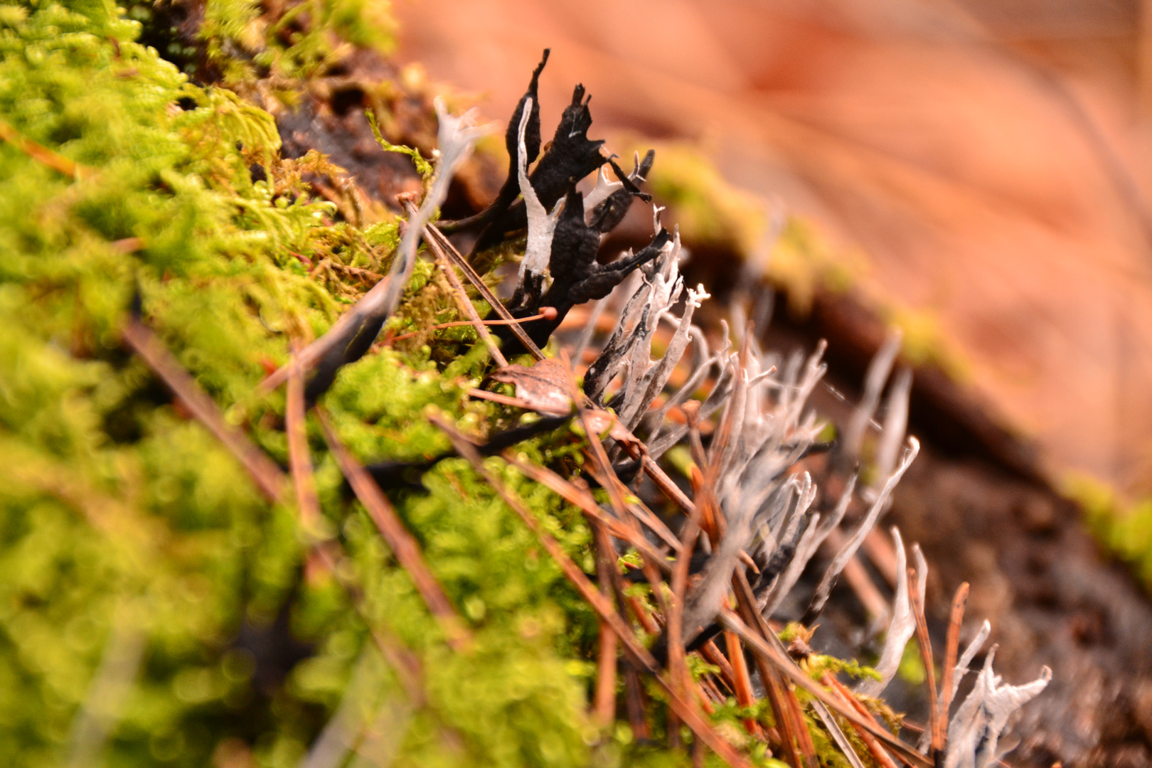 Tanzendes Gewächs