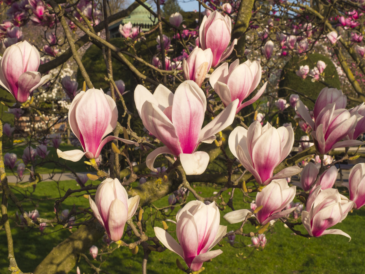 Tanzendes Magnolien-Ballett 