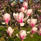 Tanzendes Magnolien-Ballett 