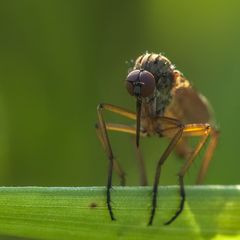 Tanzfliege am Abend