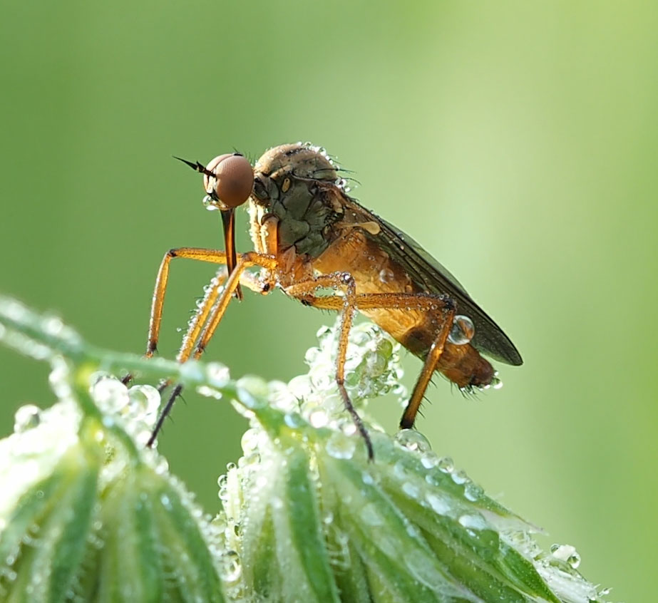 Tanzfliege am Morgen