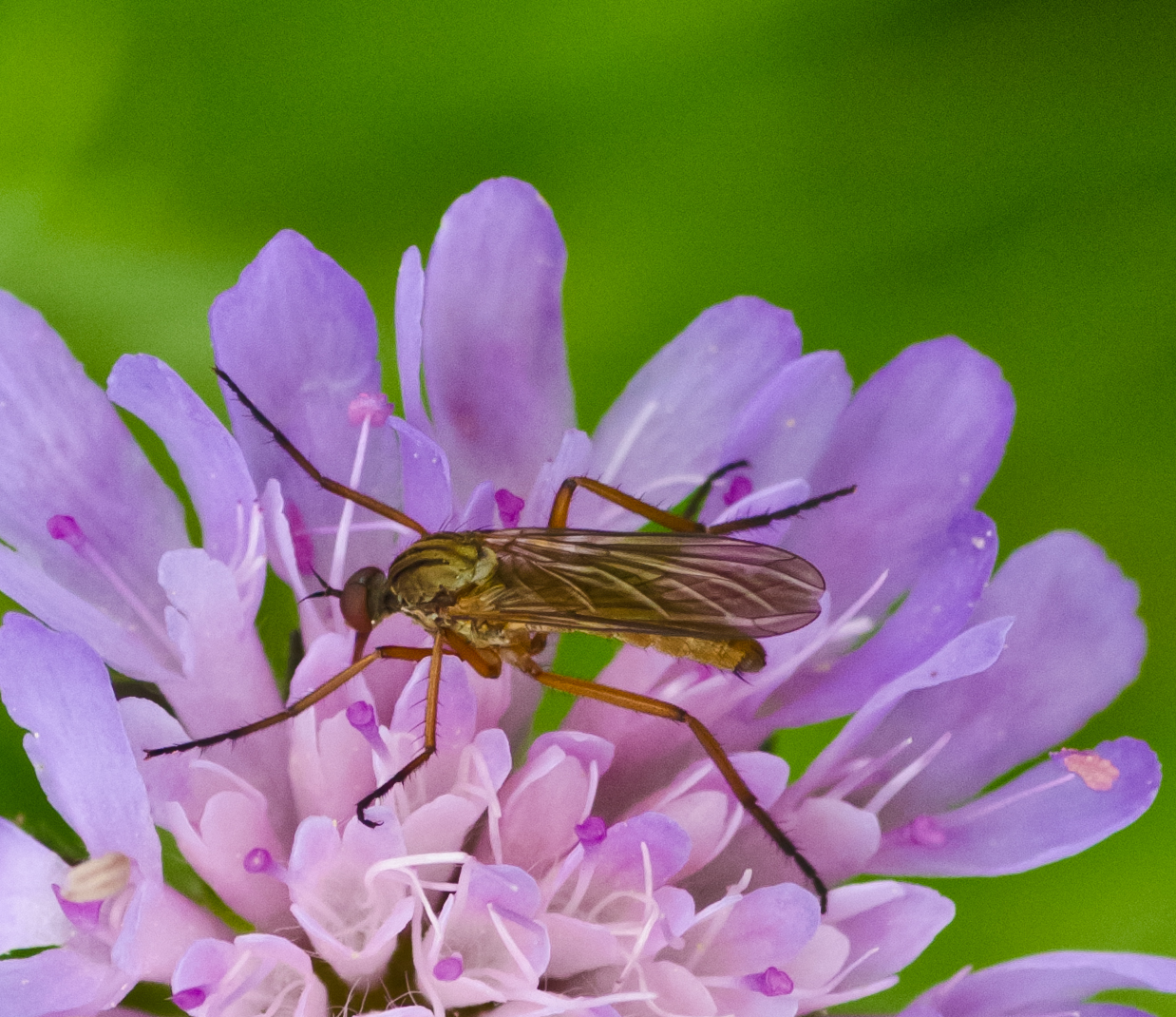 Tanzfliege auf einer Wiesenblume