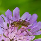 Tanzfliege auf einer Wiesenblume