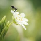 Tanzfliege auf Sternmiere