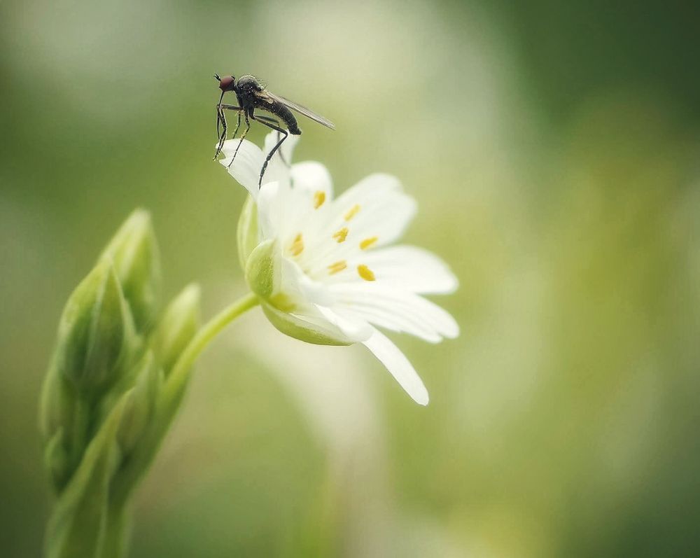 Tanzfliege auf Sternmiere