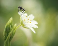 Tanzfliege auf Sternmiere