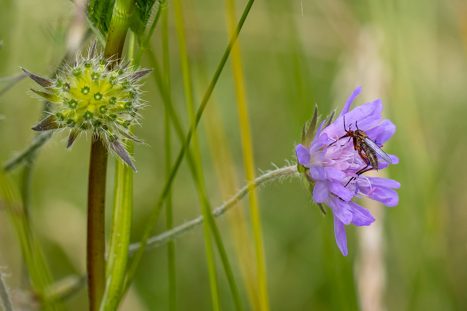 Tanzfliege auf Witwenblume