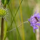 Tanzfliege auf Witwenblume