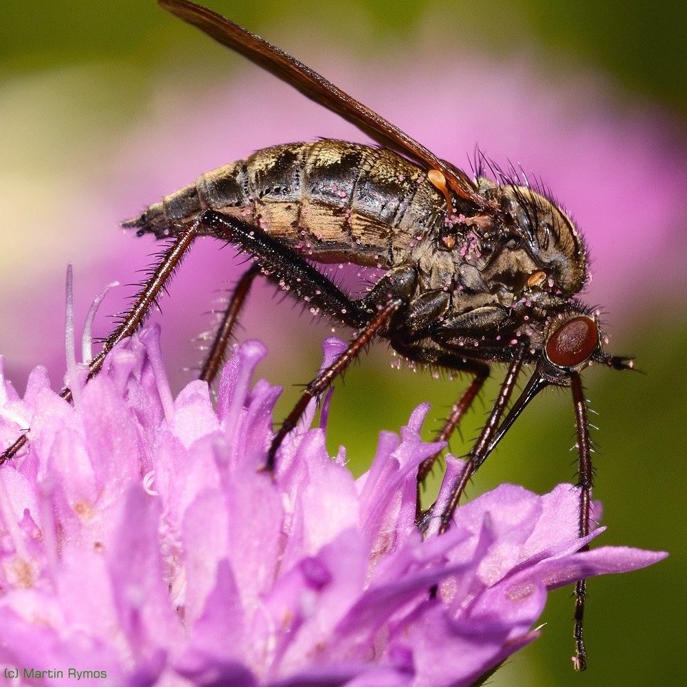 Tanzfliege bei Mahlzeit in Kleeblüte -Empidinae