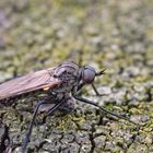 Tanzfliege beim Essen