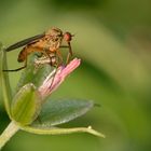 Tanzfliege beim Frühstück......