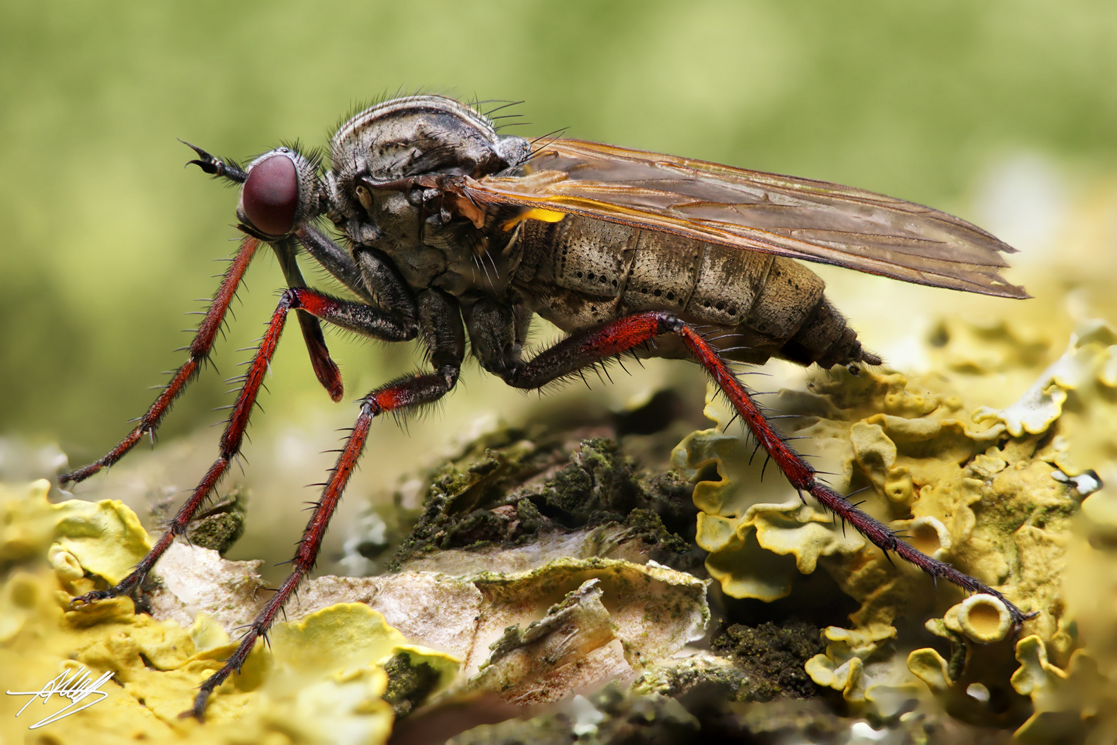 Tanzfliege (Empididae)