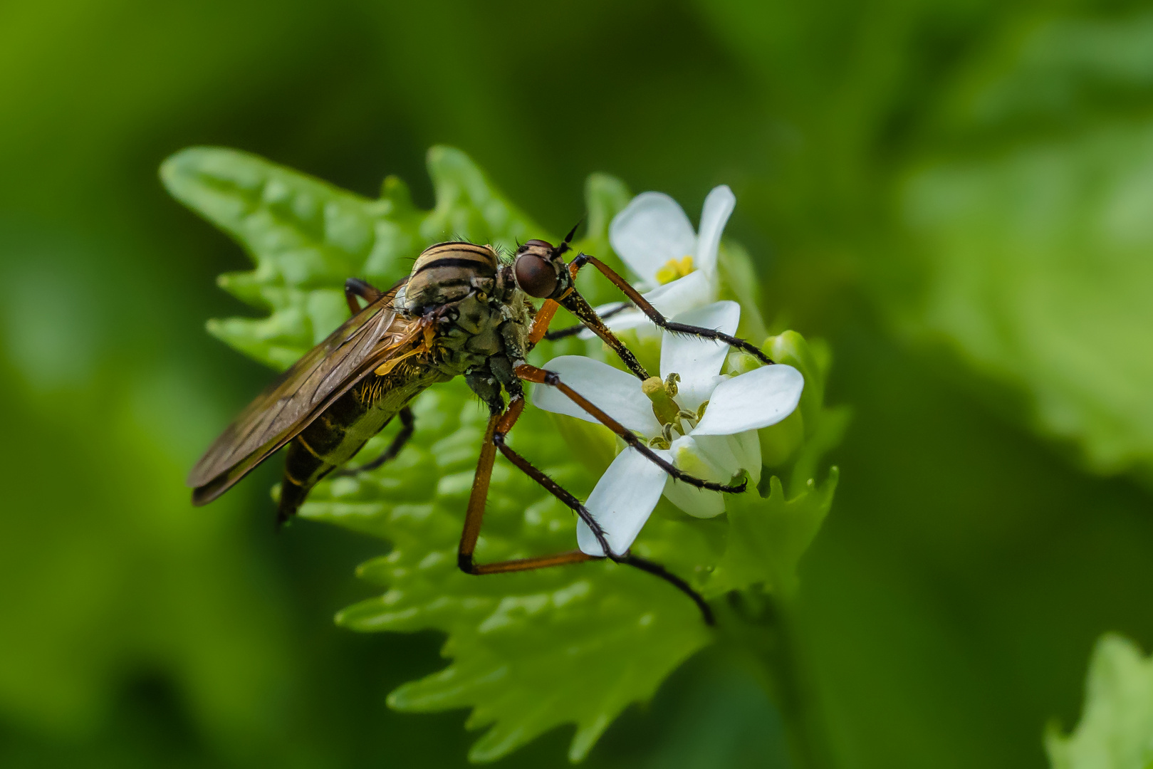 Tanzfliege (Empididae)