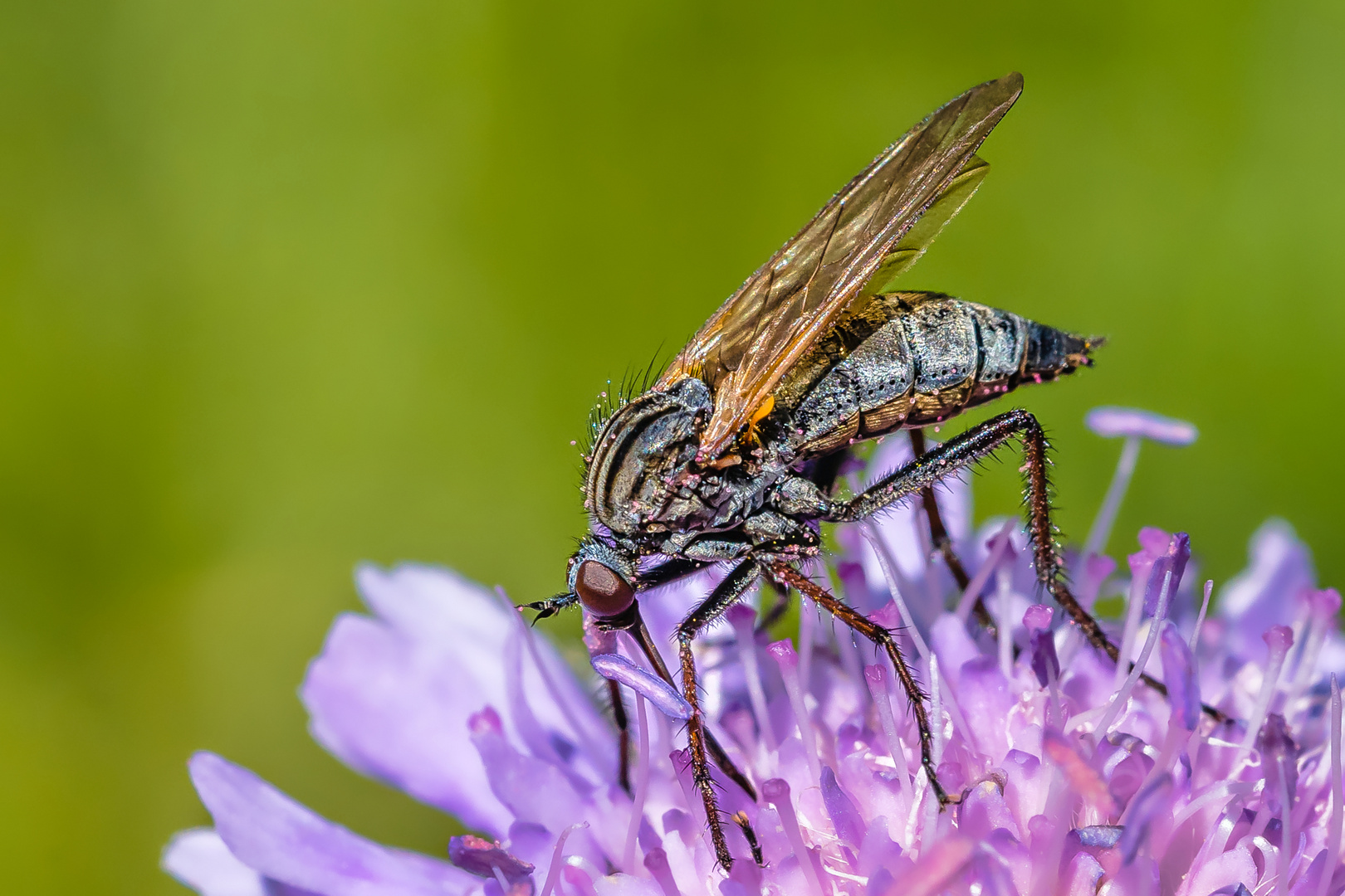 Tanzfliege (Empididae)