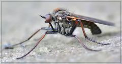 Tanzfliege Empididae