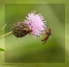 Tanzfliege (Empis livida)