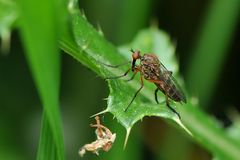 Tanzfliege (Empis livida)