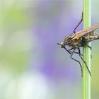 Tanzfliege ( Empis tesselata )