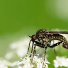 Tanzfliege (Empis tesseleta)