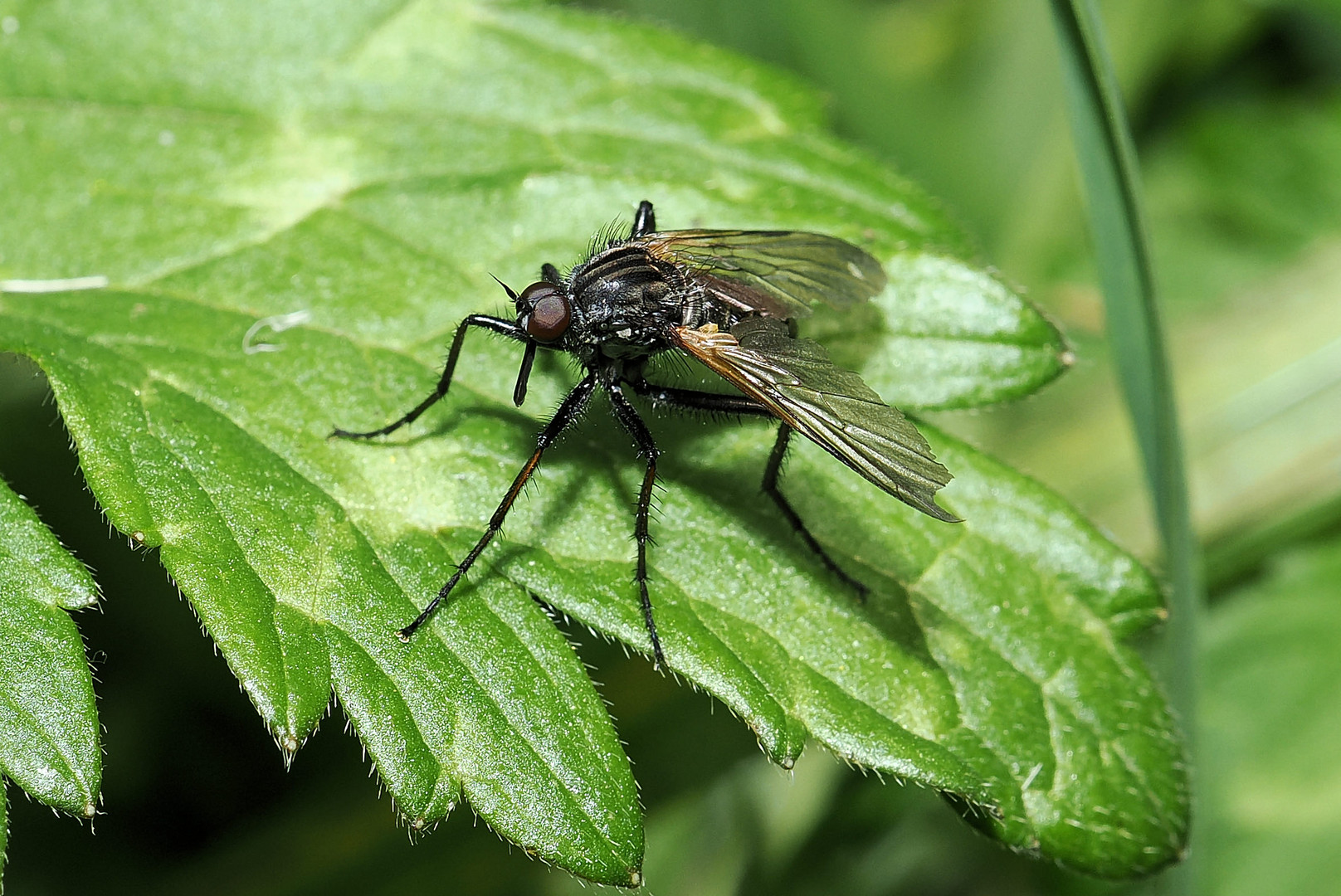 Tanzfliege etwas zerrupft …