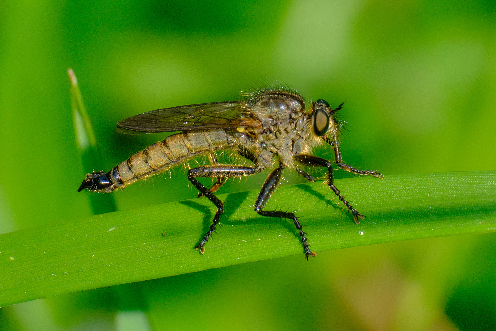 Tanzfliege..... ? / Gemeine Raubfliege