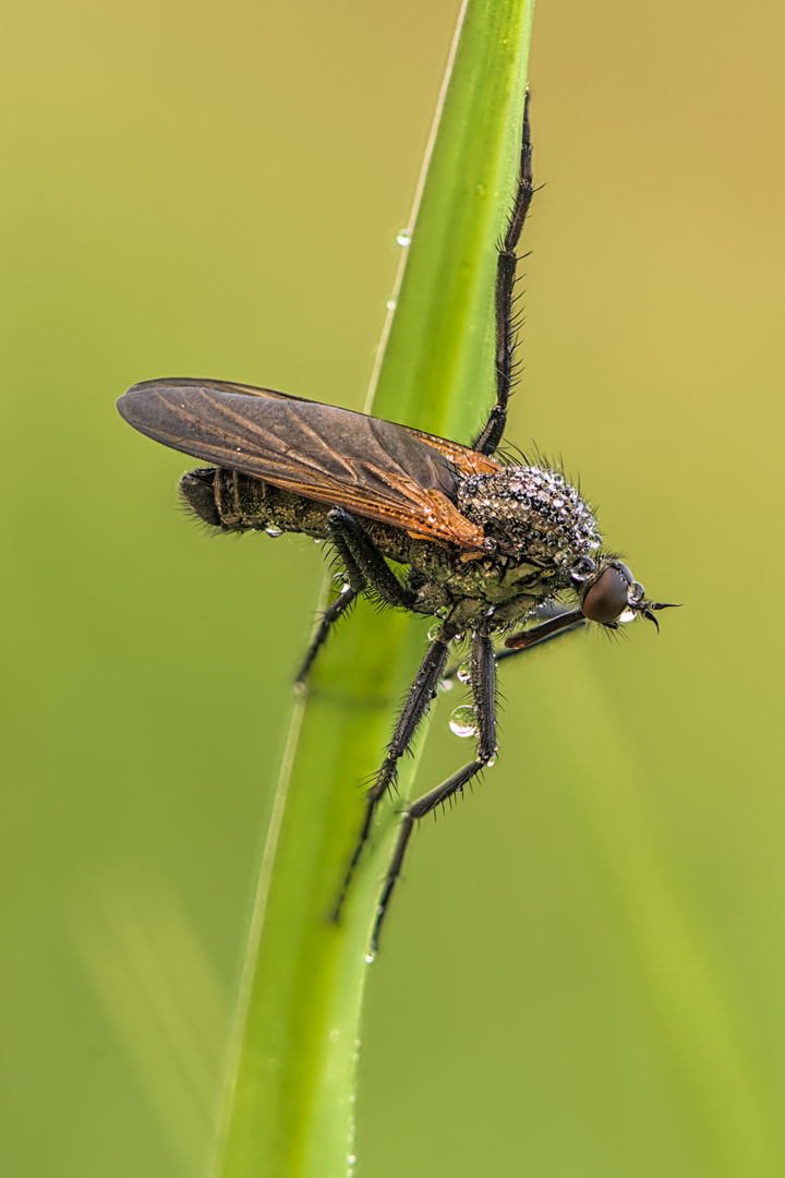 Tanzfliege im Morgenlicht