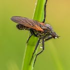 Tanzfliege im Morgenlicht