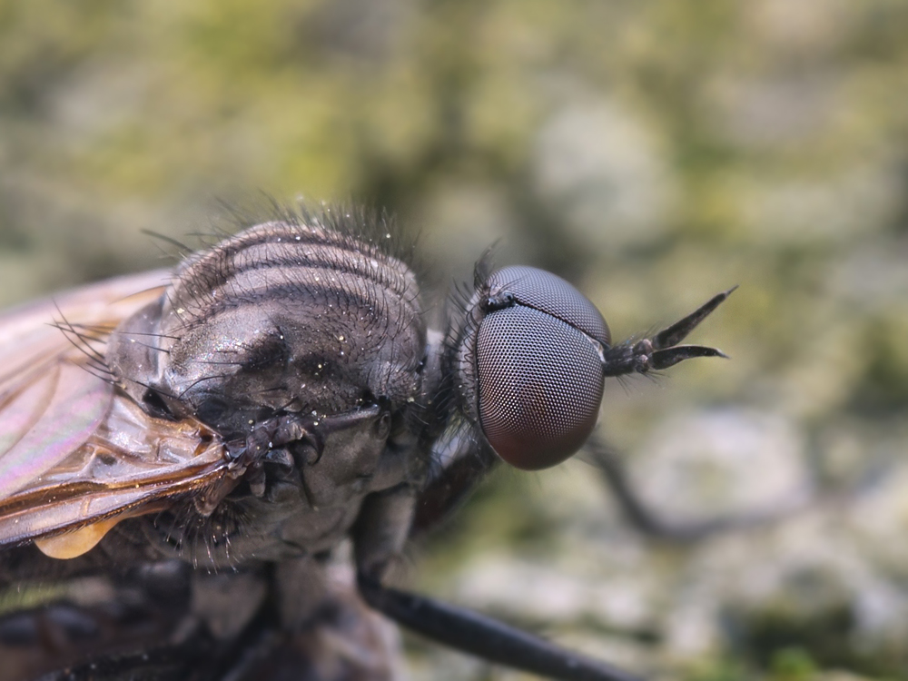 Tanzfliege, Kopf