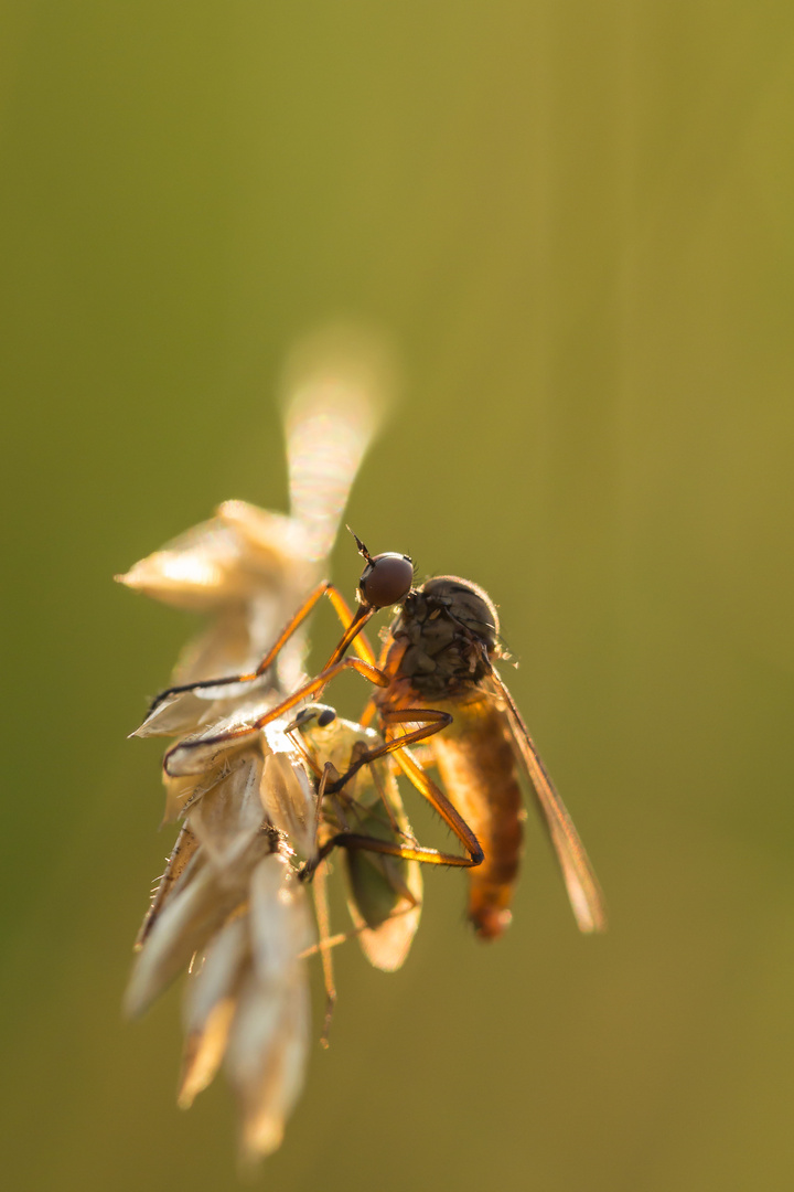 Tanzfliege mit Beute