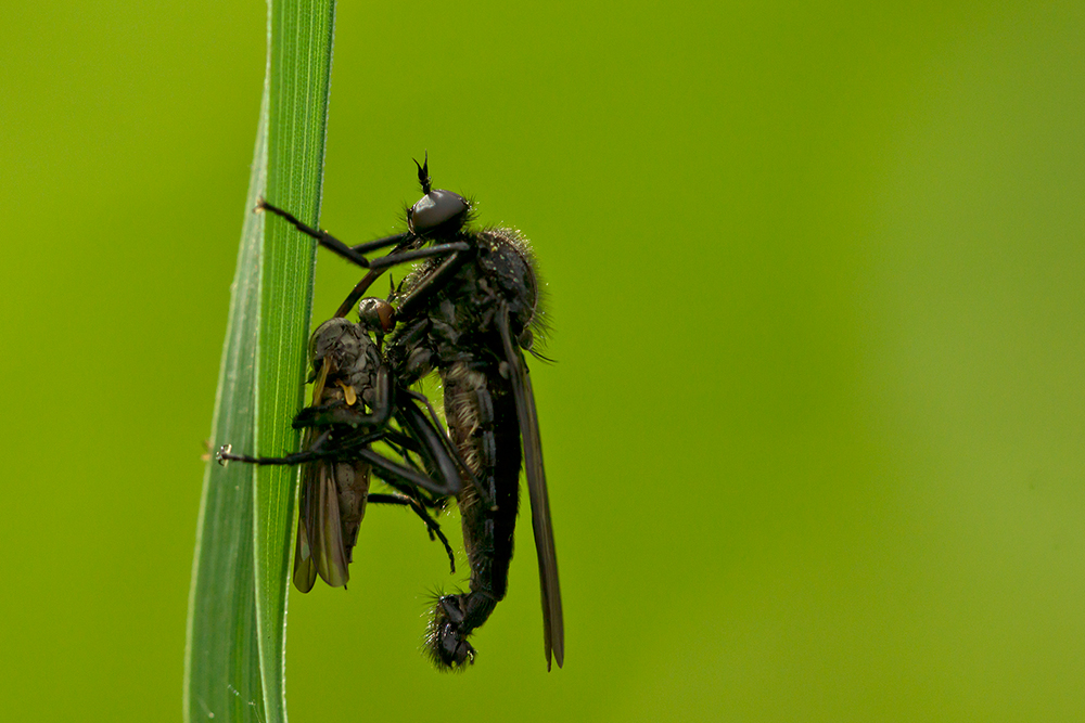 Tanzfliege mit Tanzpartner