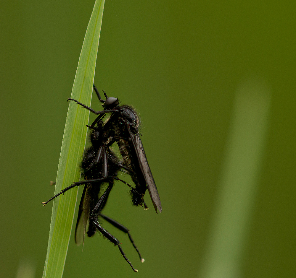 Tanzfliege mit Tanzpartner