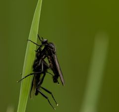 Tanzfliege mit Tanzpartner